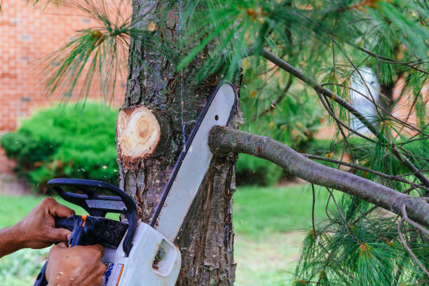 How Our Tree Care Process Works  in  Freeport, FL